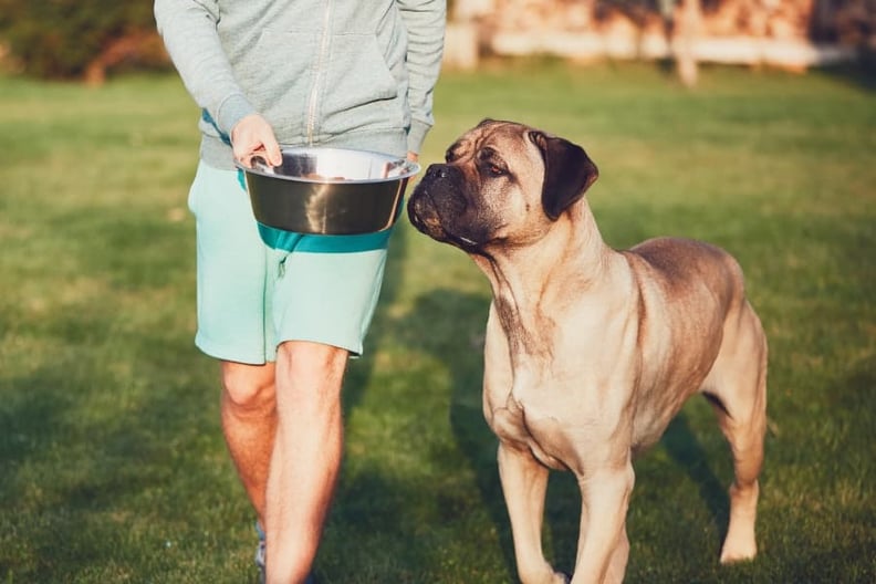 Best food for big dogs sale